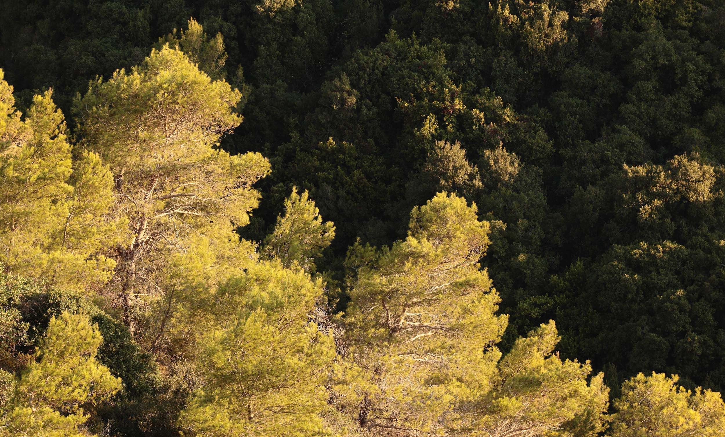 יער מחטים - צהוב (צילום: חגי ידידיה)