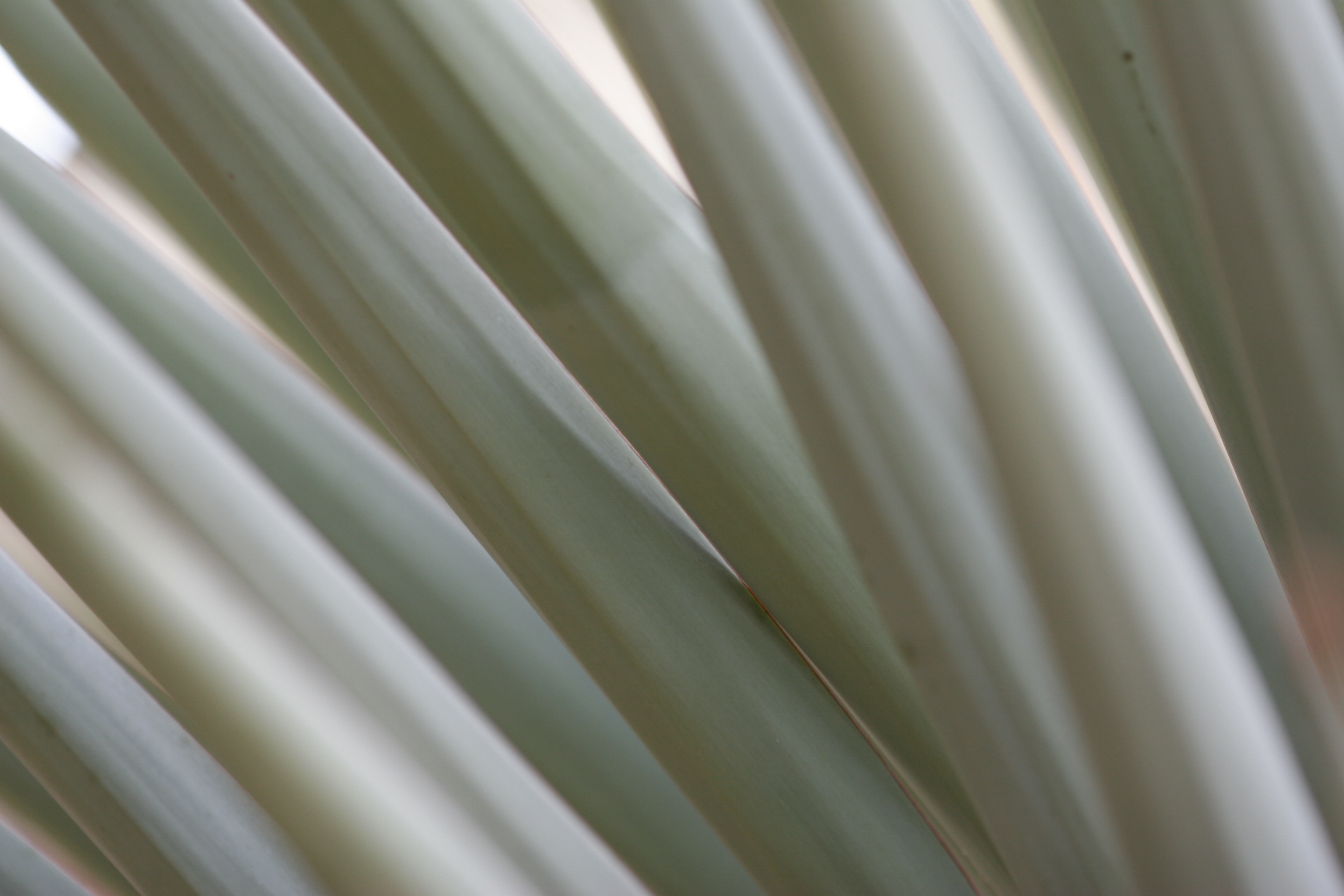 צילום: חגי ידידיה