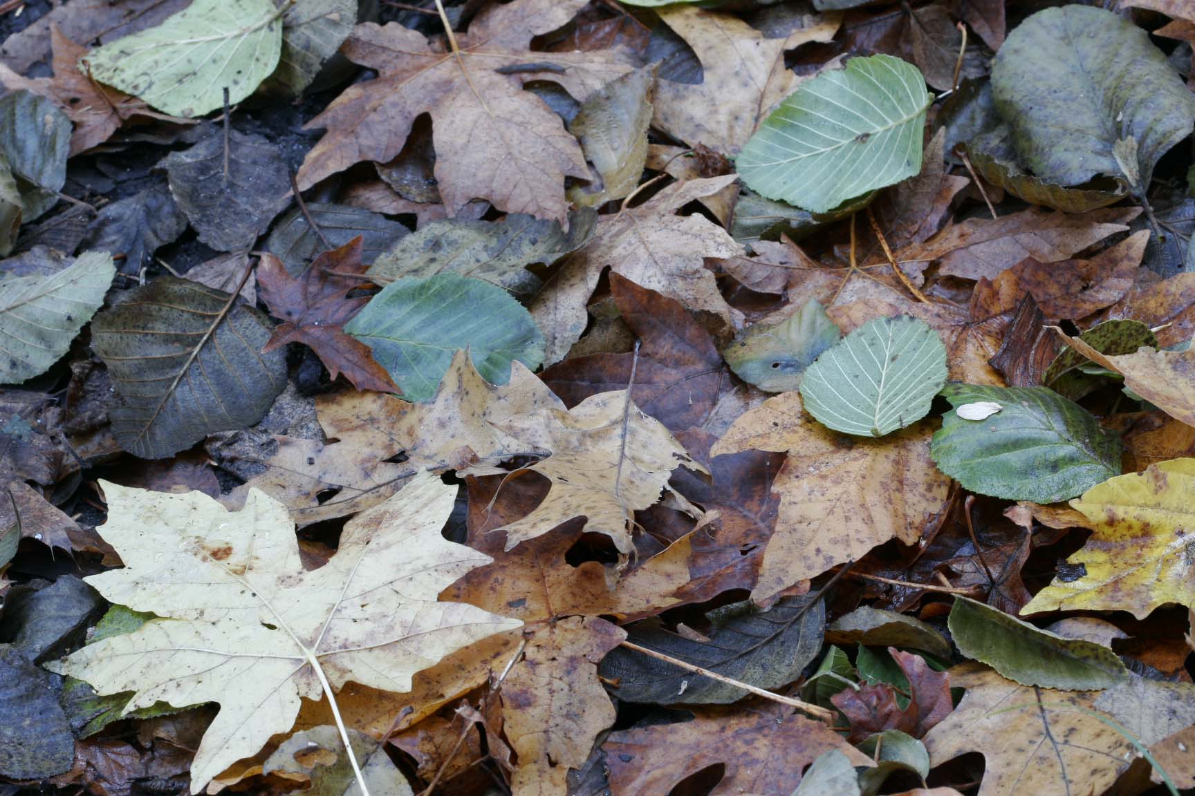עלי שלכת (צילום: חגי ידידיה)